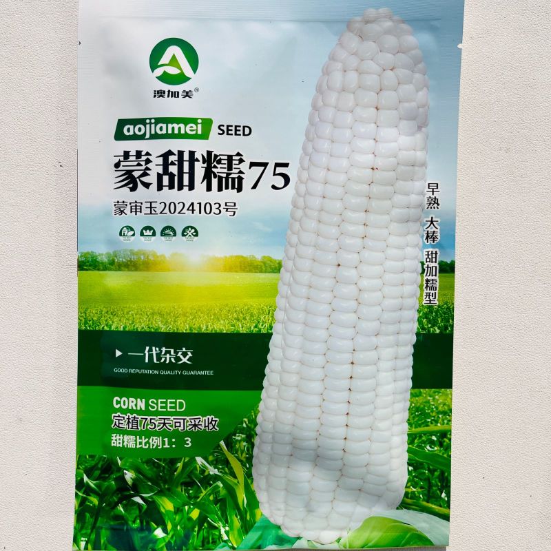 蒙甜糯75白糯玉米种子大棒早熟1比3甜加糯玉米种籽