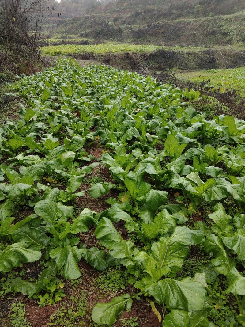 榨菜