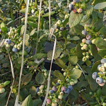 江苏省精品L25-F6蓝莓商超品质基地直发诚信为本