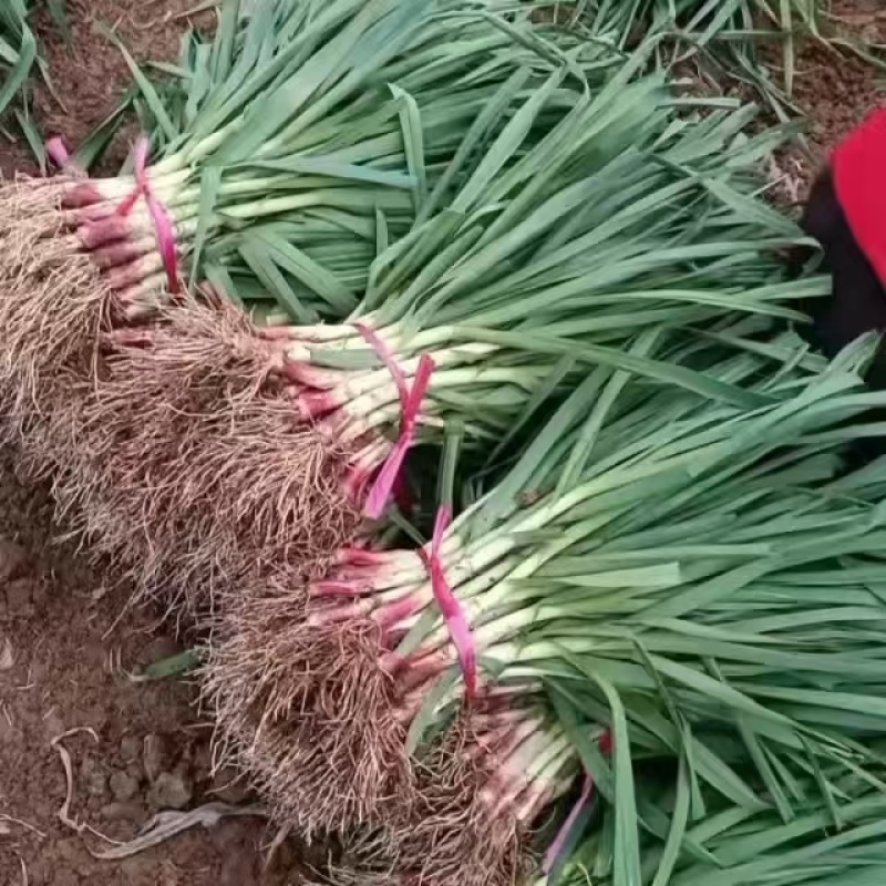 精品红根蒜苗青蒜苗基地直发商超对接一件代发视看货专业水洗