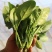 冷棚菠菜