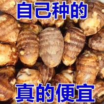 852毛芋头产地直发全国，接电商，市场，超市供应