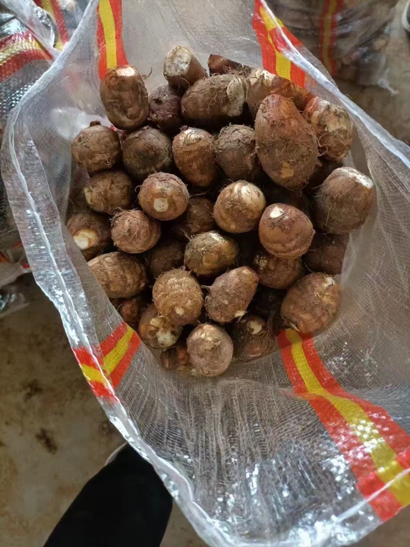 852毛芋头产地直发全国，接电商，市场，超市供应