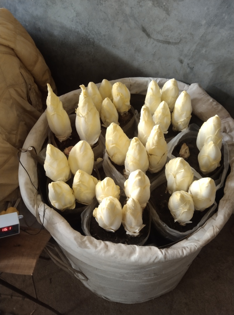 金玉兰菜质优价廉、富含多种维生素和矿物质脆香甜自产自销送