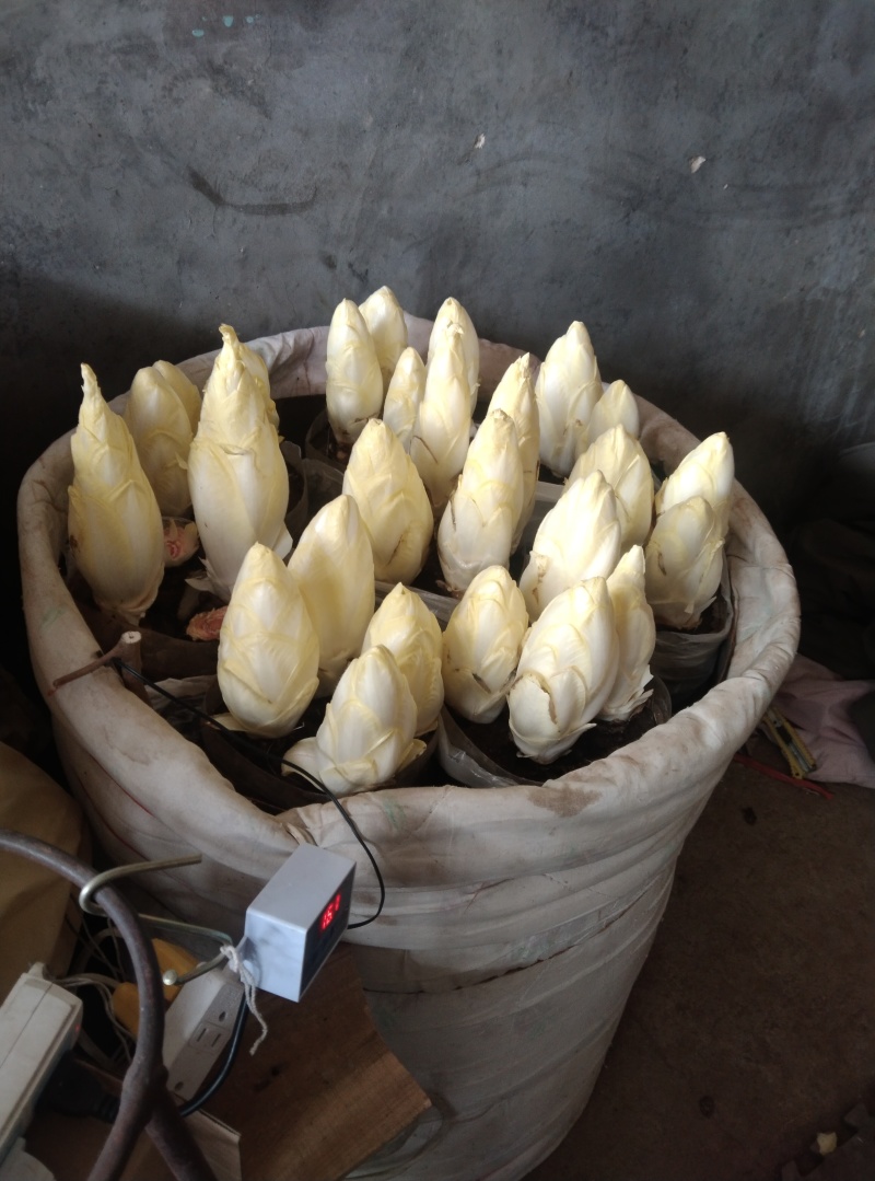 金玉兰菜质优价廉、富含多种维生素和矿物质脆香甜自产自销送