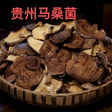 贵州特产干马桑菌包邮