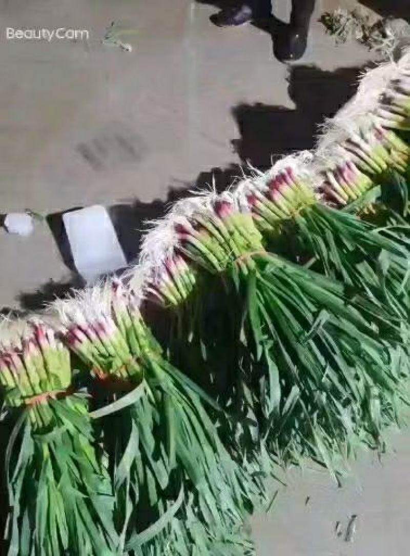 万亩红根蒜苗收货市场，水洗可供30吨，泥苗可供100吨