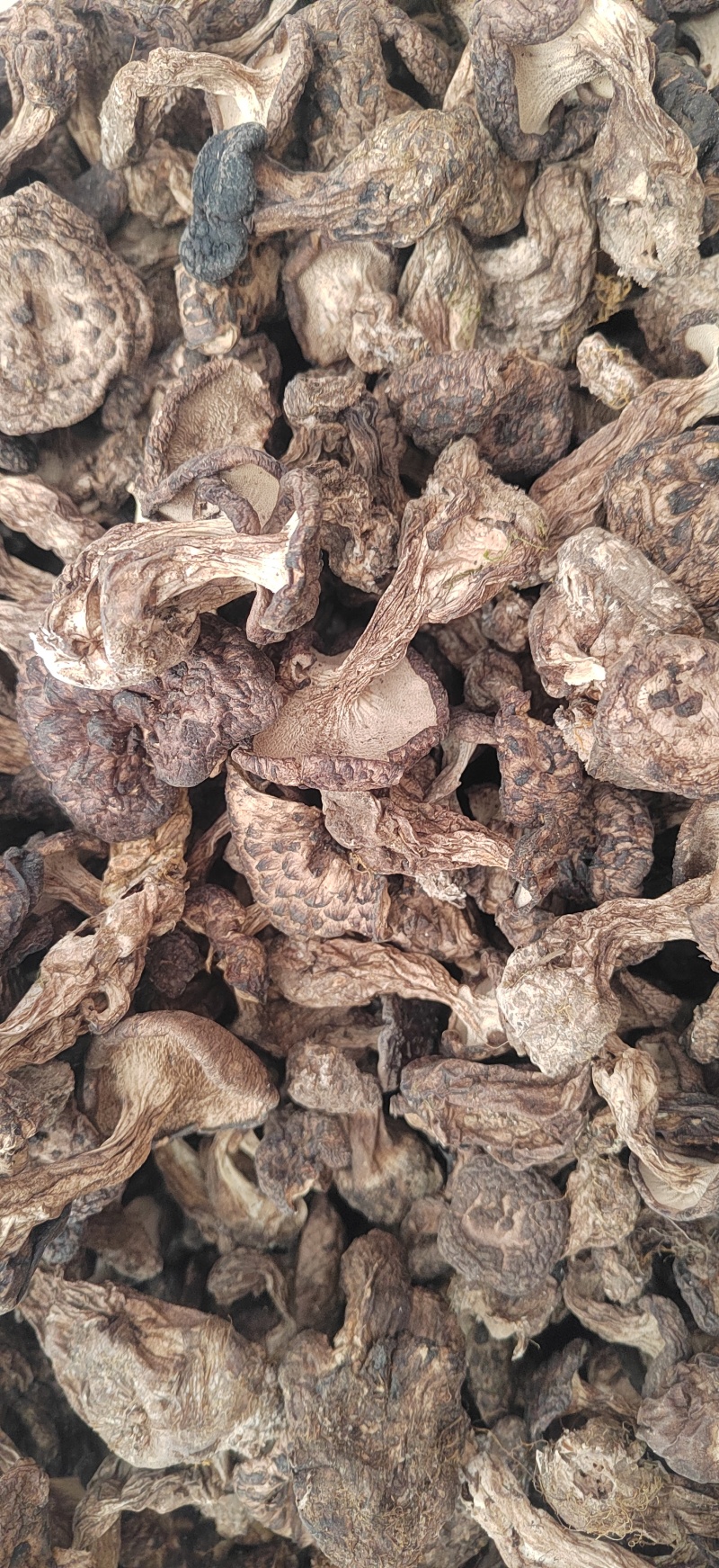 虎掌菌