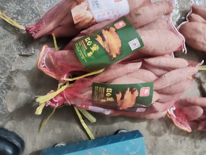 河北吴桥西瓜红白哈蜜地瓜蜜薯类别大全