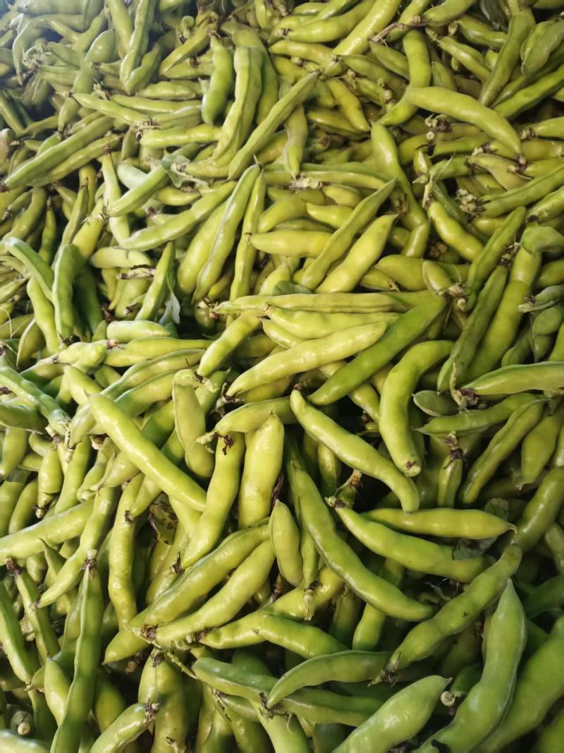 水果蚕豆