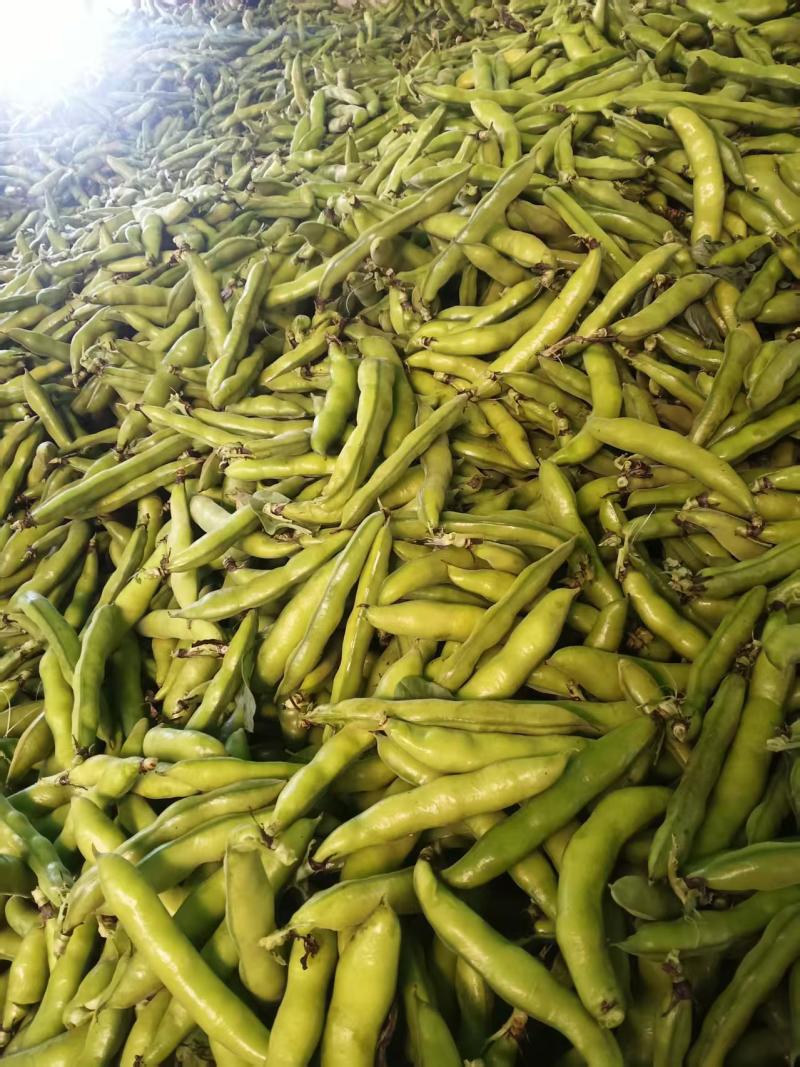 水果蚕豆