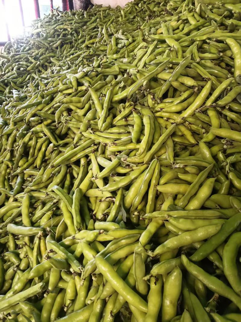 水果蚕豆