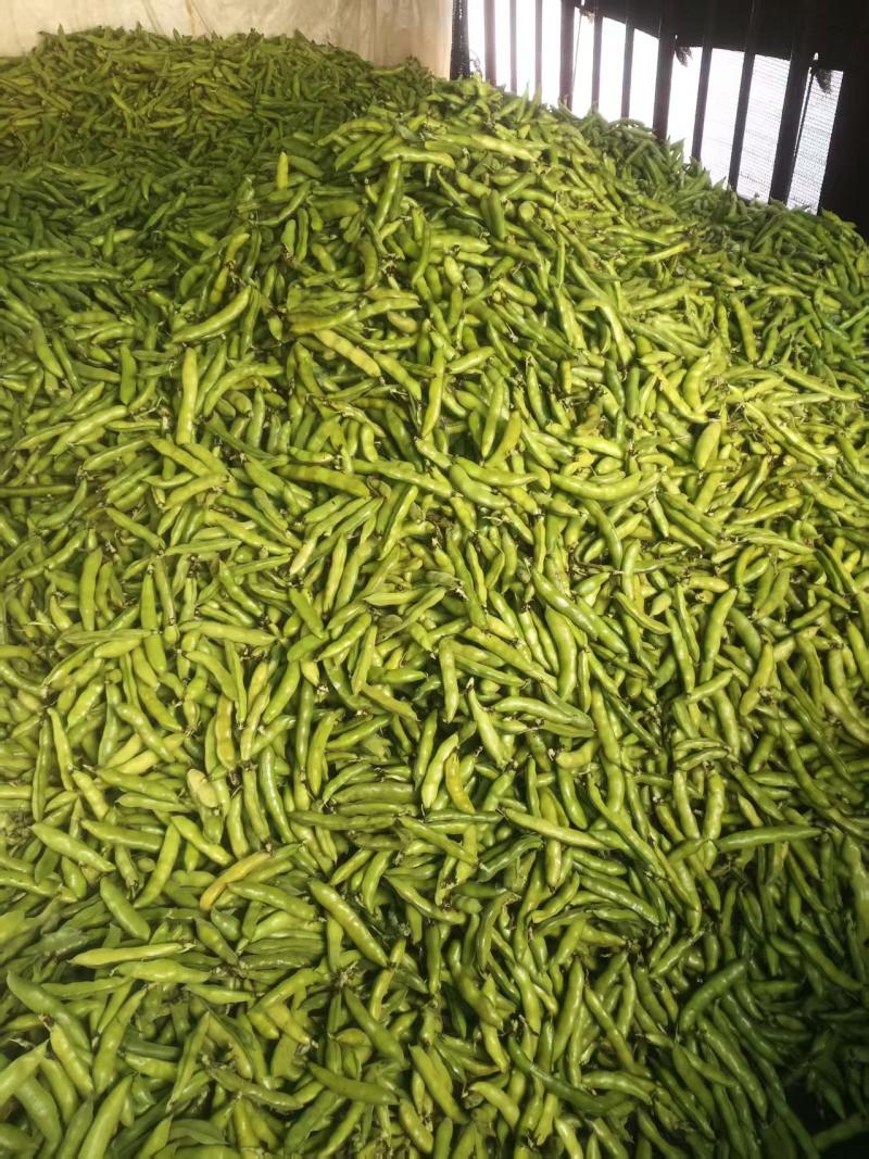 水果蚕豆