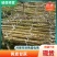 水果甘蔗黄金水果甘蔗薄皮甘蔗榨汁甘蔗批发