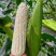 万甜糯218白糯玉米种子1比3早熟大棒鲜食粘玉米种籽
