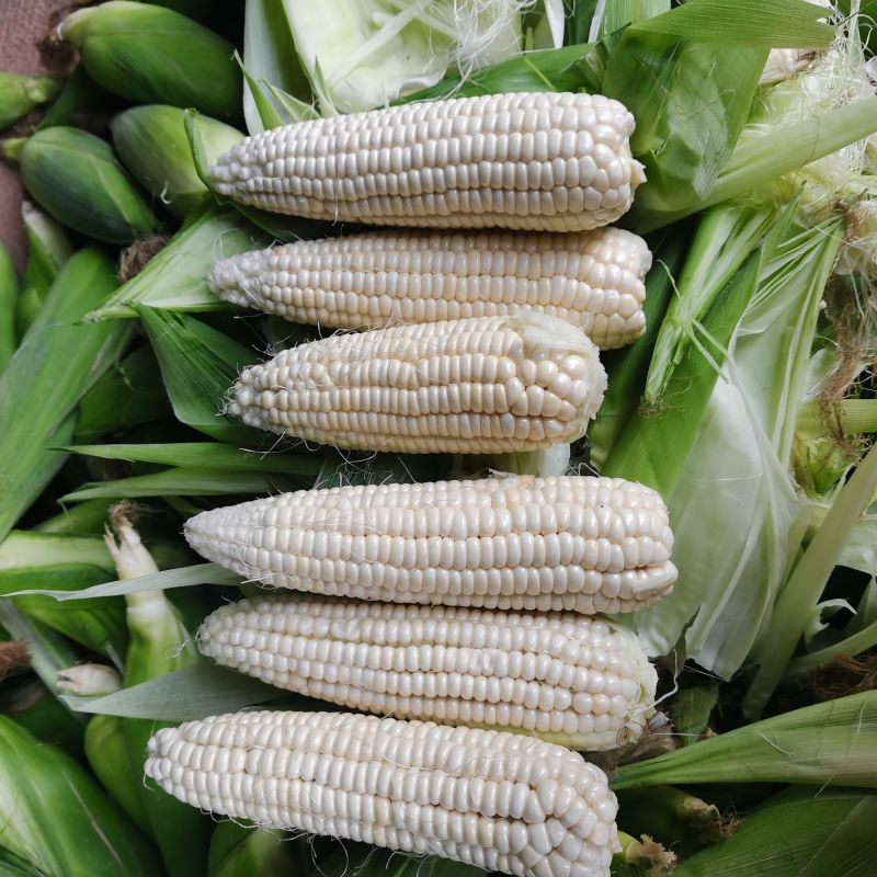 万甜糯218白糯玉米种子1比3早熟大棒鲜食粘玉米种籽