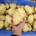 沃土5号黄肉黄心土豆产地一手货源代发全国质量保证规格齐全