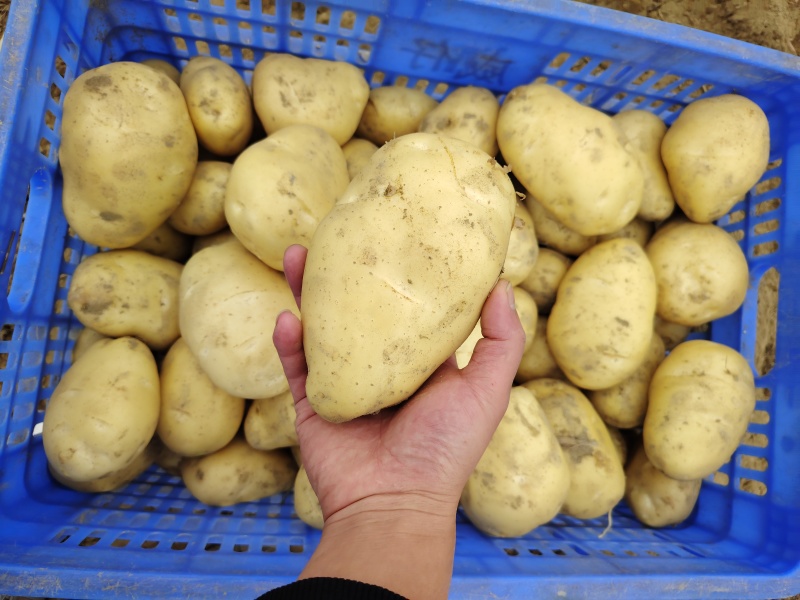 沃土5号黄肉黄心土豆产地一手货源代发全国质量保证规格齐全