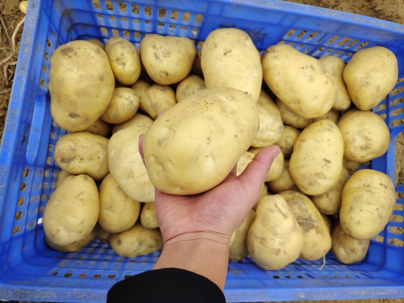 沃土5号黄肉黄心土豆产地一手货源代发全国质量保证规格齐全