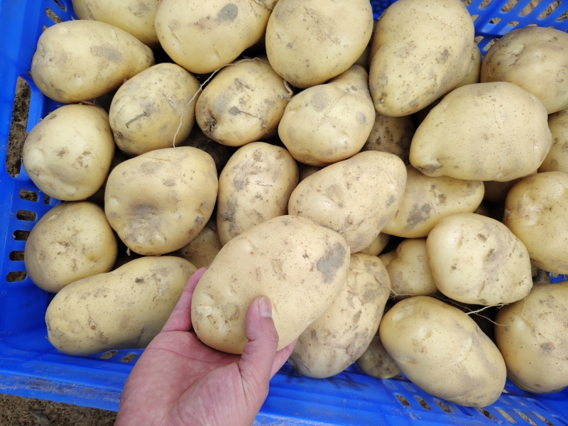 沃土5号黄肉黄心土豆产地一手货源代发全国质量保证规格齐全