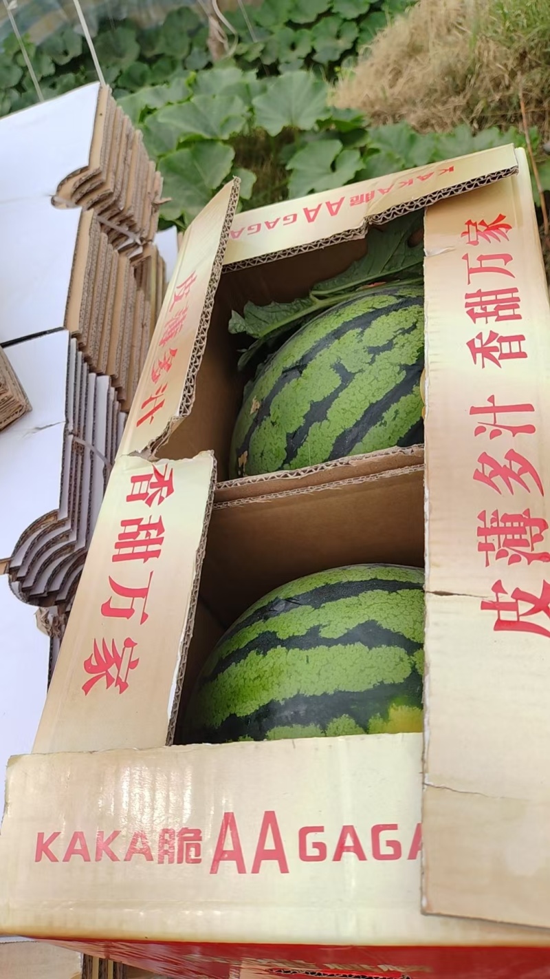 陕西美都西瓜无籽西瓜货源充足皮薄多汁商超市场平台