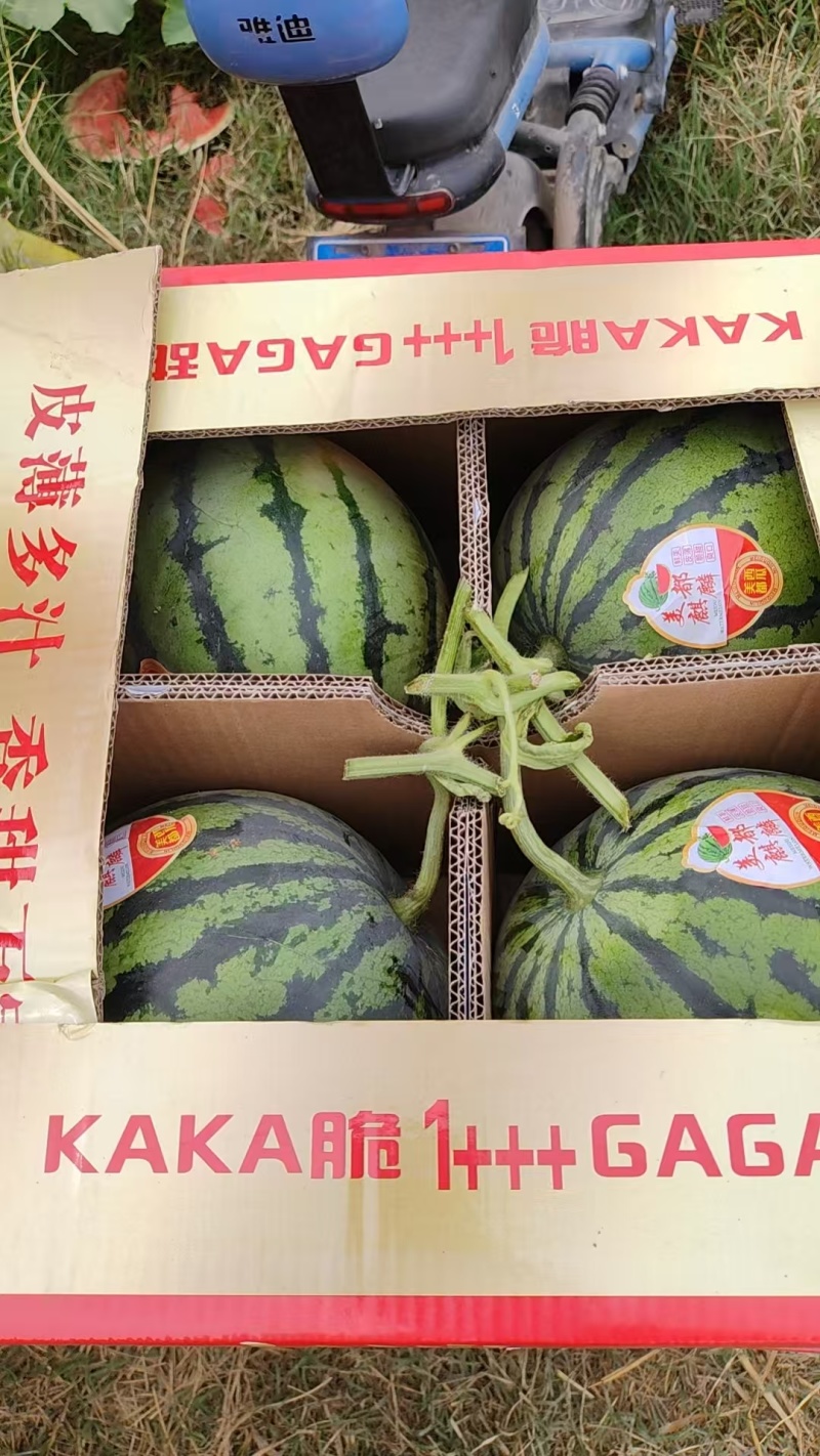 陕西美都西瓜无籽西瓜货源充足皮薄多汁商超市场平台