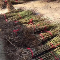 出售桃树苗，毛桃树苗，嫁接苗。占地苗，品种桃苗。