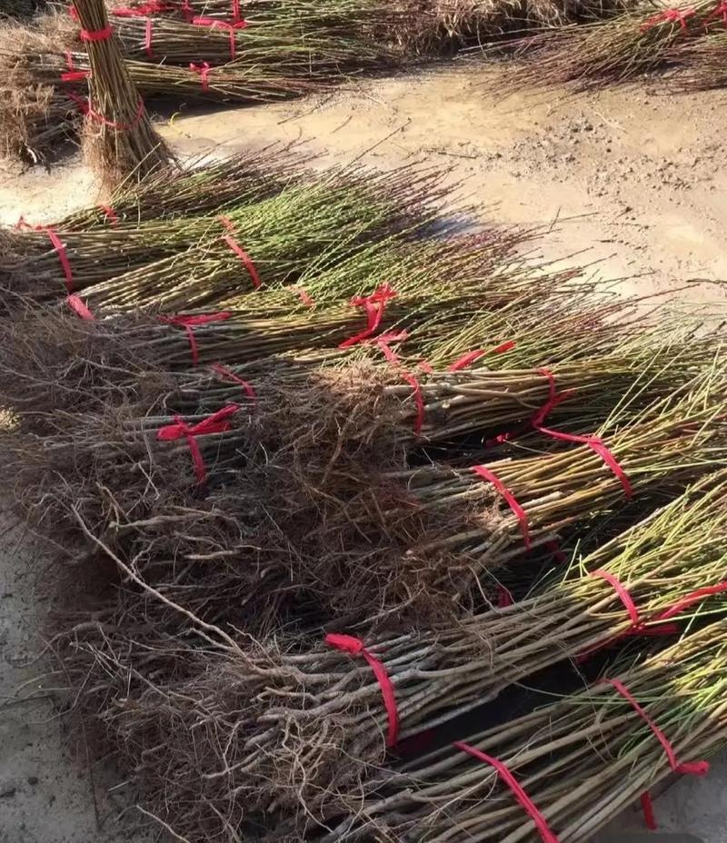 出售桃树苗，毛桃树苗，嫁接苗。占地苗，品种桃苗。