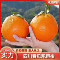 【实力】春见耙耙柑基地直发对接商超社区团购多多买菜
