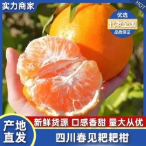 【推荐】四川春见耙耙柑一条龙服务基地直发对接商超电商