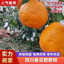 【精选】春见耙耙柑对接商超电商团购多多买菜一条龙服务