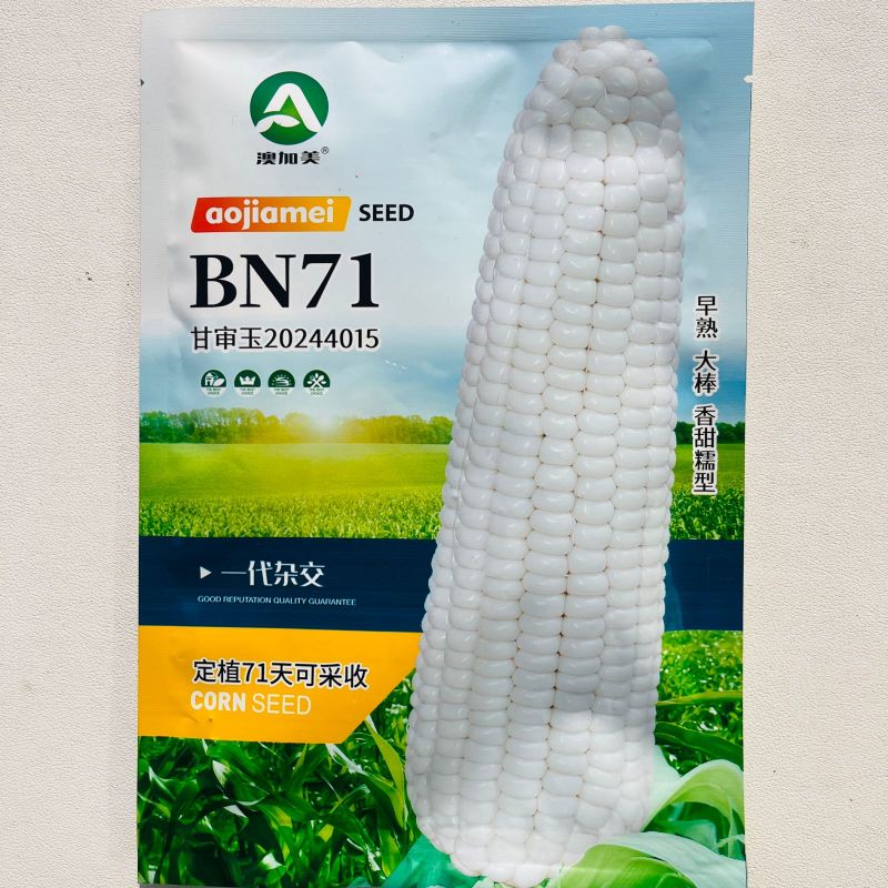 BN71玉米种子香甜糯型大棒绿皮大棒早熟白甜糯玉米种