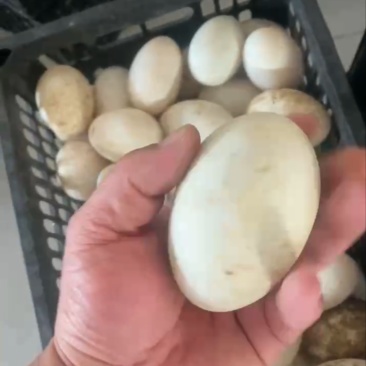 ，鹅蛋雁鹅蛋，电商**，一件代发，90g~110g12枚