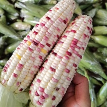 冀彩甜糯1号玉米种子高产抗病甜糯1:3粘甜香软鲜食玉米种