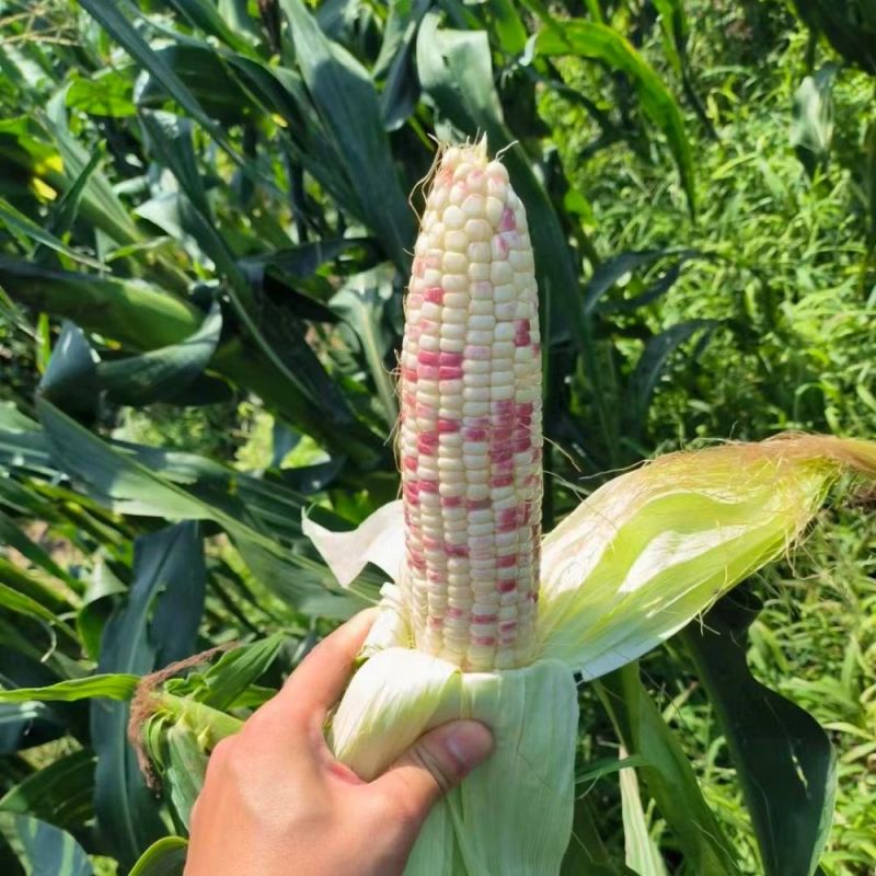 冀彩甜糯1号花玉米种子鲜食大棒穗筒型穗抽白软糯香甜京彩糯
