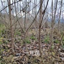 黑珍珠车厘子树苗