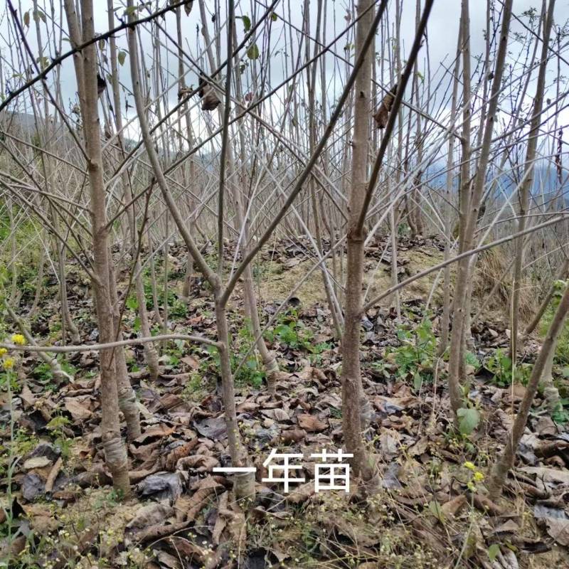 黑珍珠车厘子树苗