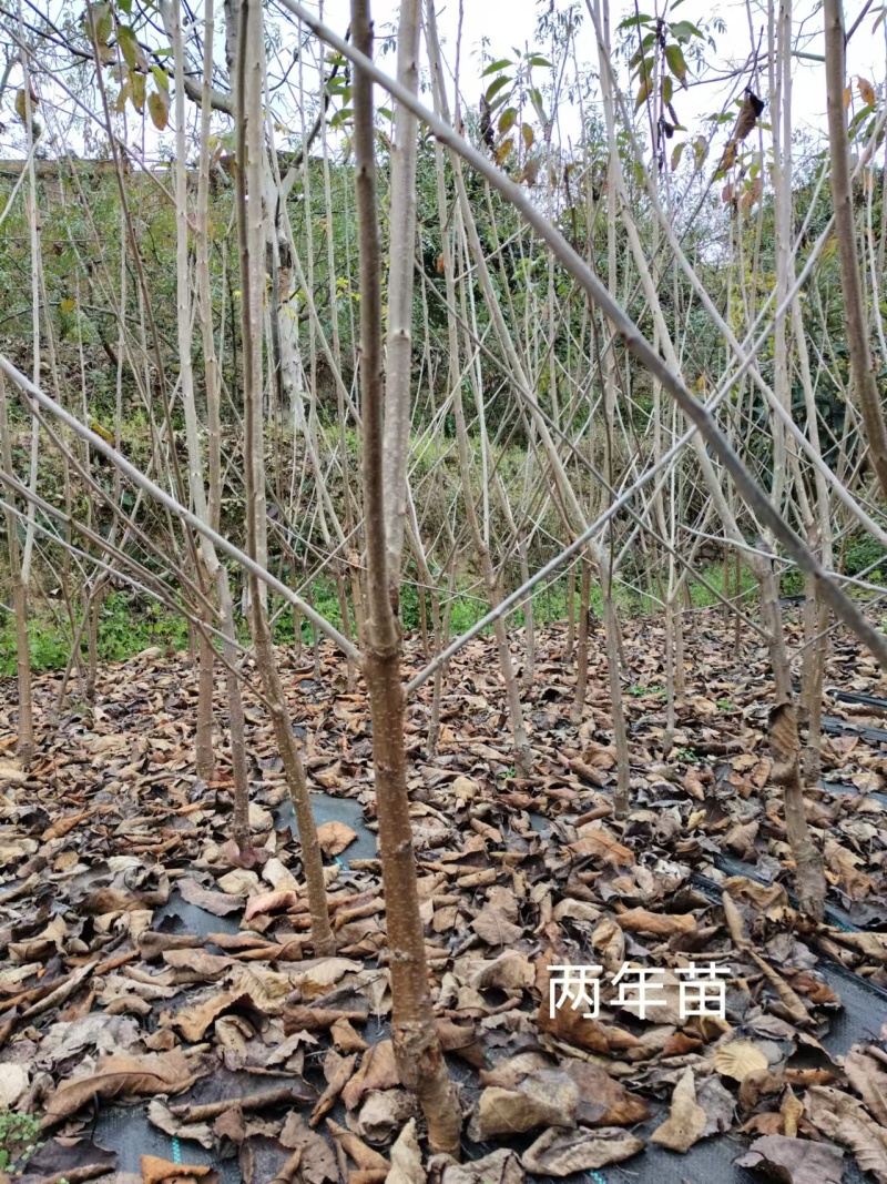 黑珍珠车厘子树苗