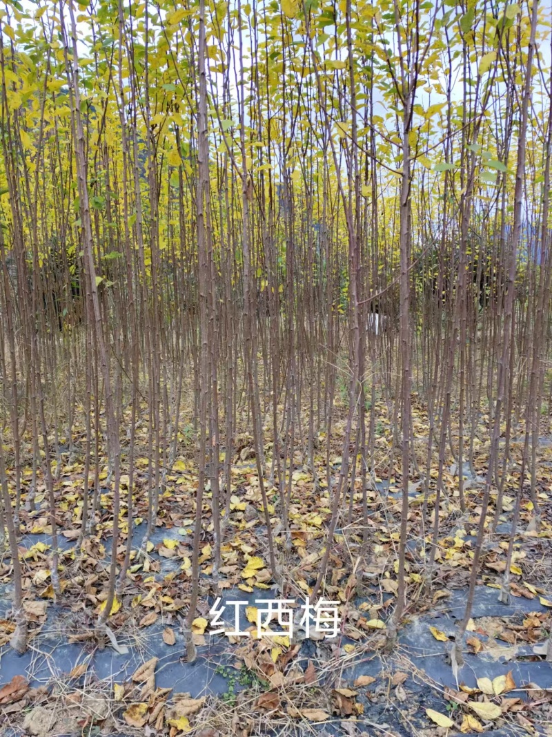 黑珍珠车厘子树苗