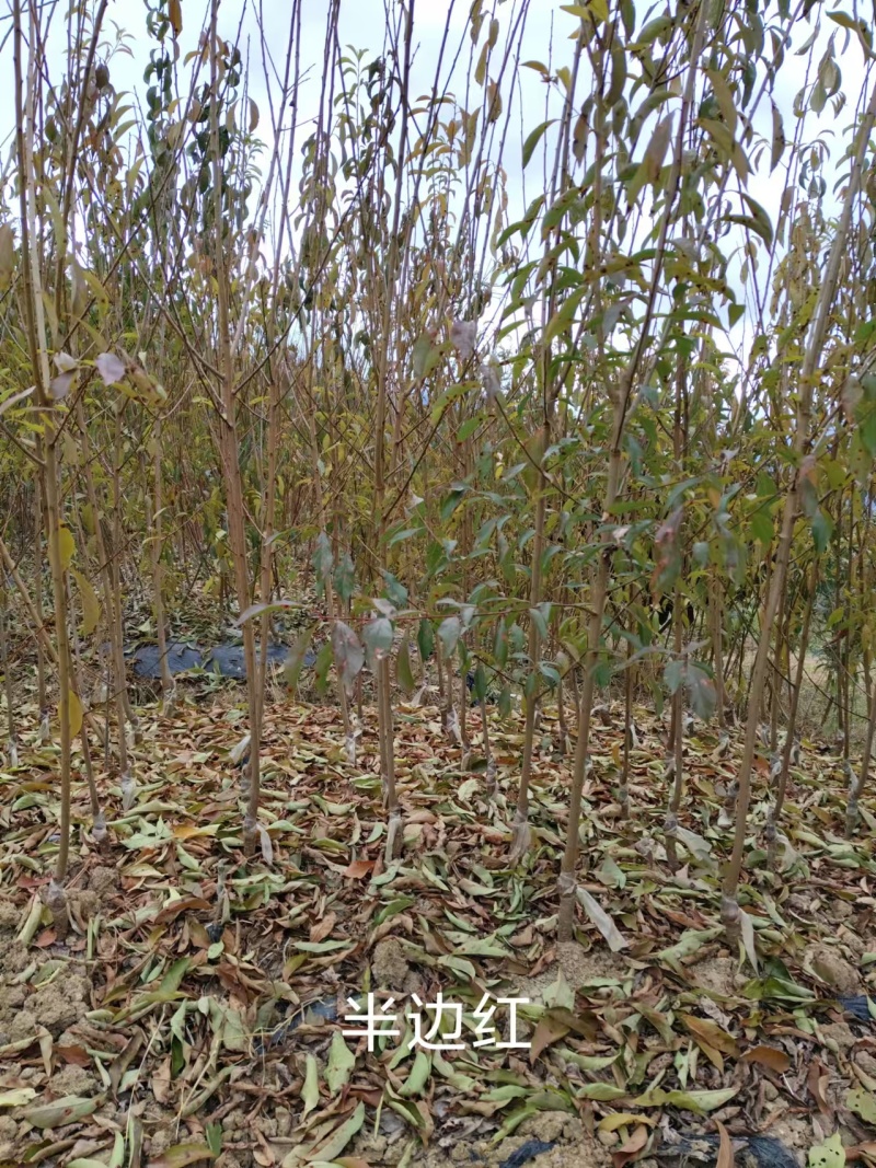 黑珍珠车厘子树苗
