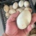 ，鹅蛋雁鹅蛋，电商**，一件代发，90g~110g12枚