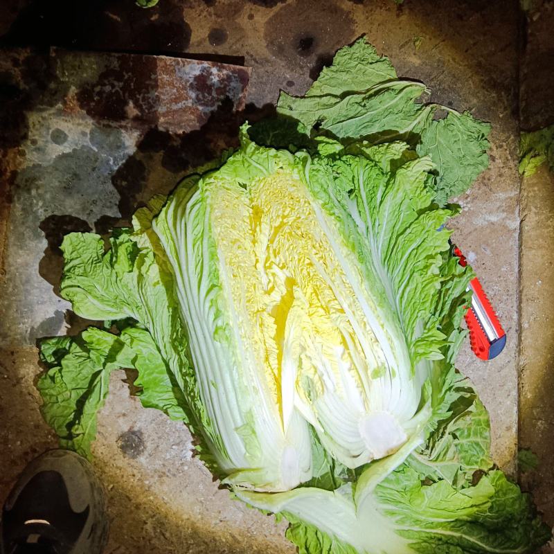 库存北京三号白菜