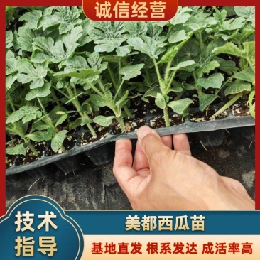 西瓜苗美都西瓜苗品质保证成活率高