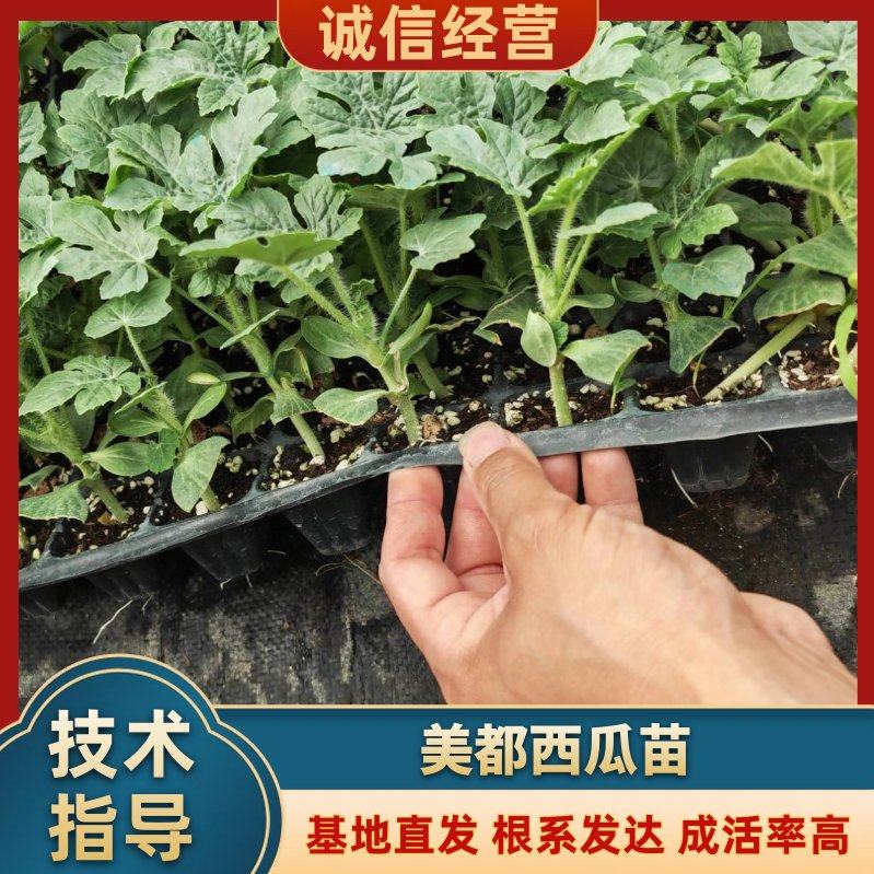 [美都西瓜苗批发]河南商丘夏邑县西瓜苗 0.55元/棵西瓜苗 美 _ 一亩田