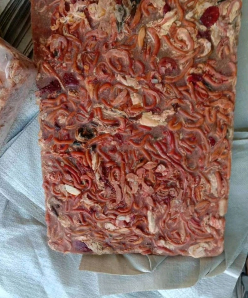 鸡肠冻品大板价格美丽欢迎咨询来电优