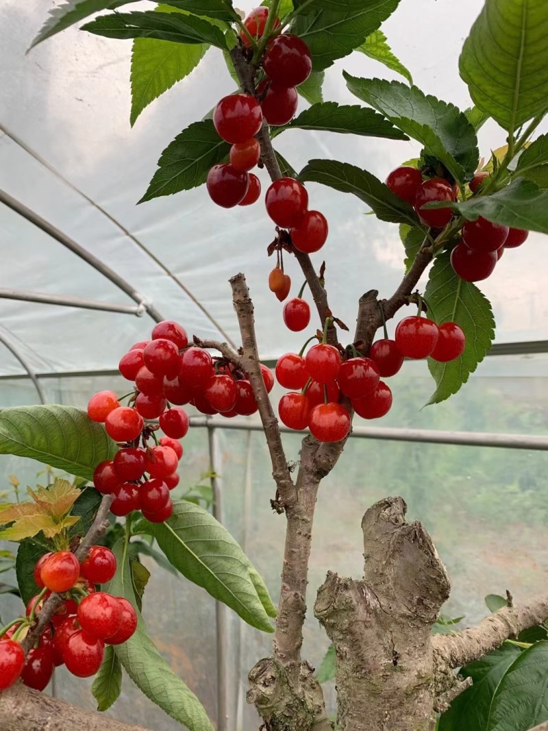 正宗红妃樱桃树苗，四川苗品种纯，自花结实，甜度可达20