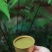 恭城油茶大量有货欢迎来电订购现货批发
