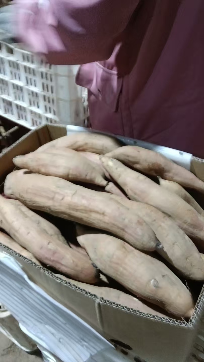 白哈密，晶莹剔透，软糯香甜，可供市场超市等