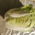 柔红白菜