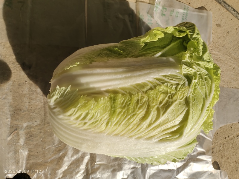 柔红白菜